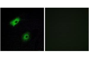 Immunofluorescence (IF) image for anti-Olfactory Receptor, Family 5, Subfamily A, Member 2 (OR5A2) (AA 267-316) antibody (ABIN2891020) (OR5A2 anticorps  (AA 267-316))
