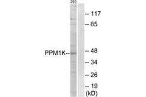Western blot analysis of extracts from 293 cells, using PPM1K Antibody. (PPM1K anticorps  (AA 205-254))