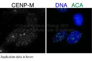 Image no. 2 for anti-Centromere Protein M (CENPM) (Middle Region) antibody (ABIN2782583) (CENPM anticorps  (Middle Region))