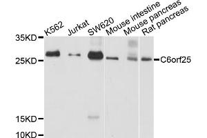 Western blot analysis of extracts of various cell lines, using C6orf25 antibody (ABIN6003852) at 1/1000 dilution. (C6orf25 anticorps)