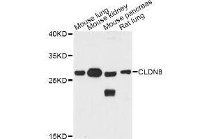 Western blot analysis of extracts of various cell lines, using CLDN8 antibody (ABIN5974511) at 1:3000 dilution.