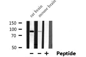 Western blot analysis of ARNT  expression in various lysates