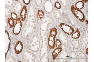 Immunoperoxidase of purified MaxPab antibody to UMOD on formalin-fixed paraffin-embedded human kidney. (Uromodulin anticorps  (AA 1-611))