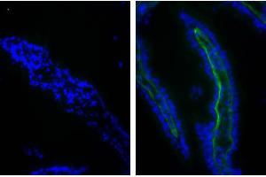 Frozen chicken intestinal tissue section was stained with Goat IgG-FITC isotype control followed by DAPI.