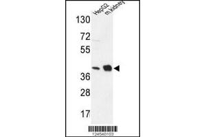 Western blot analysis in HepG2 cell line and mouse kidney tissue lysates (35ug/lane). (NDUFA10 anticorps  (AA 252-281))