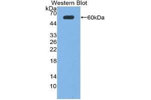 Western Blotting (WB) image for anti-Neuronal Pentraxin 1 (NPX1) (AA 115-364) antibody (ABIN1869514)