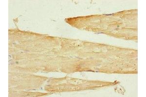 anti-Sorting and Assembly Machinery Component 50 Homolog (SAMM50) (AA 1-220) antibody