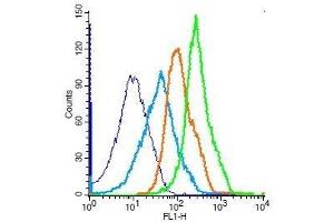Mouse splenocytes probed with Rabbit Anti-mTOR (Ser2481) Polyclonal Antibody, Unconjugated .