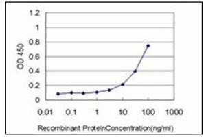 ELISA image for anti-Heat Shock 22kDa Protein 8 (HSPB8) antibody (ABIN781911)