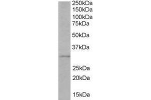 ABIN184633 (1µg/ml) staining of Human Liver lysate (35µg protein in RIPA buffer).