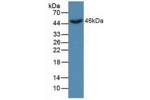 Figure. (DKK3 anticorps  (AA 22-350))