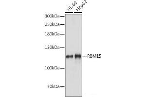 Western blot analysis of extracts of various cell lines using RBM15 Polyclonal Antibody at dilution of 1:1000. (RBM15 anticorps)