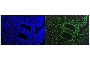 IF analysis of KAP1/TRIM28 using anti-KAP1/TRIM28 antibody (ABIN7602310). (KAP1 anticorps  (AA 699-835))