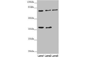 Western blot All lanes: GAS2L1 antibody at 0. (GAS2L1 anticorps  (AA 130-400))