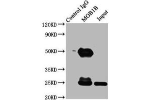 Immunoprecipitating MOB1B in K562 whole cell lysate Lane 1: Rabbit control IgG (1 μg) instead of ABIN7160120 in K562 whole cell lysate. (MOBKL1A anticorps  (AA 2-216))