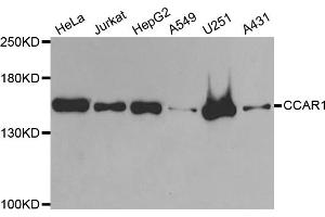 Western blot analysis of extracts of various cell lines, using CCAR1 antibody (ABIN5973748) at 1/1000 dilution. (CCAR1 anticorps)