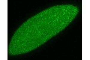In later stage embryos, gp250 staining is mostly nuclear.