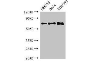 Western Blot Positive WB detected in: HEK293 whole cell lysate, Hela whole cell lysate, NIH/3T3 whole cell lysate All lanes: FXR1 antibody at 3 μg/mL Secondary Goat polyclonal to rabbit IgG at 1/50000 dilution Predicted band size: 70, 61, 60 kDa Observed band size: 70 kDa (FXR1 anticorps  (AA 469-614))