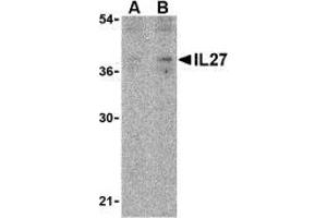 Western blot analysis of IL-27 in EL4 lysate with AP30420PU-N IL-27 antibody at (A) 2 and (B) 4 μg/ml. (IL27 anticorps  (N-Term))
