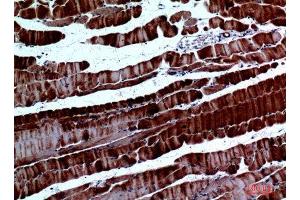 Immunohistochemistry (IHC) analysis of paraffin-embedded Mouse Muscle, antibody was diluted at 1:100.
