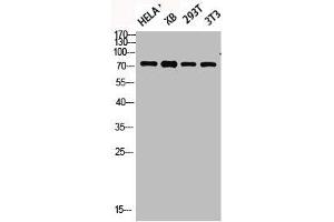 Western blot analysis of HELA KB 293T 3T3 lysis using Phospho-Synapsin I (S9) antibody. (SYN1 anticorps  (pSer9))