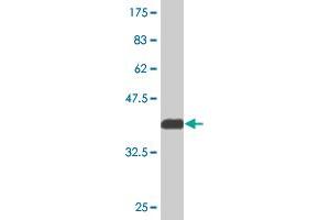 Western Blot detection against Immunogen (36.