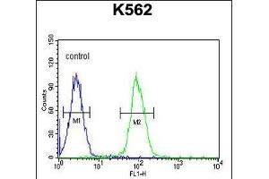 AKR1C3 Antibody (N-term) (ABIN654117 and ABIN2843995) flow cytometric analysis of K562 cells (right histogram) compared to a negative control cell (left histogram). (AKR1C3 anticorps  (N-Term))