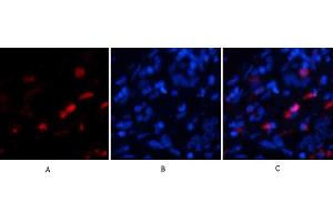 Immunofluorescence analysis of human liver tissue. (BMP2 anticorps  (C-Term))