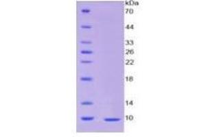 SDS-PAGE of Protein Standard from the Kit (Highly purified E.