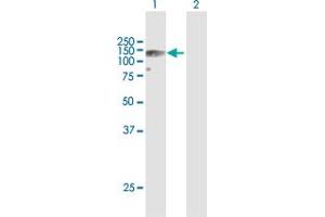 Western Blot analysis of AXL expression in transfected 293T cell line by AXL MaxPab polyclonal antibody.