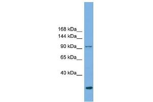 WB Suggested Anti-EXOC1  Antibody Titration: 0. (EXOC1 anticorps  (N-Term))