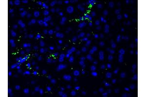 ABIN6267452 at 1/200 staining human frozen liver tissue section by IHC-Fr.