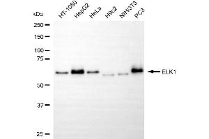Western blotting analysis using ELK1 antibody (ABIN7800927).
