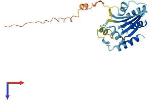 AlphaFold protein structure predicition of Mouse Recombinant Apobec2 Protein, UniprotID Q9WV35
