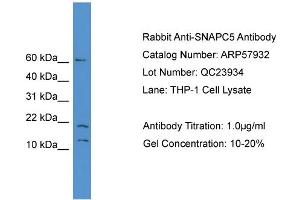 WB Suggested Anti-SNAPC5  Antibody Titration: 0. (SNAPC5 anticorps  (N-Term))