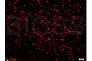 anti-CD45RO (CD45RO) antibody