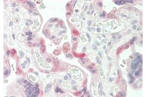 ABIN190773 (5 μg/mL) staining of paraffin embedded Human Placenta. (Transglutaminase 2 anticorps  (Internal Region))