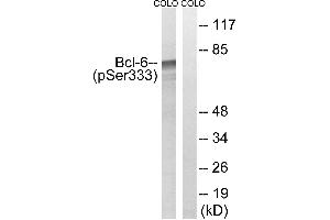 Western blot analysis of extracts from COLO cells, treated with insulin (0. (BCL6 anticorps  (pSer333))
