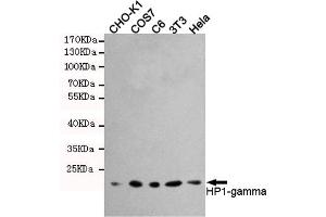 Western blot detection of HP1-gamma in Hela,3T3,C6,COS7 and CHO-K1 cell lysates using HP1-gamma mouse mAb (1:1000 diluted). (CBX3 anticorps)