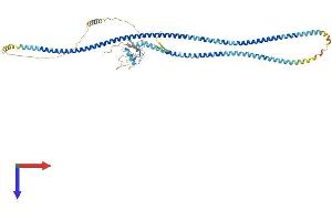 AlphaFold protein structure predicition of Human Recombinant CLEC4F Protein, UniprotID Q8N1N0