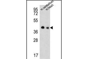 Western blot analysis of SLC25A19 Antibody (C-term) (ABIN651462 and ABIN2840254) in mouse cerebellum,heart tissue lysates (35 μg/lane).
