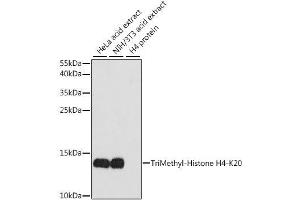 Western blot analysis of extracts of various cell lines, using TriMethyl-Histone H4-K20 antibody.