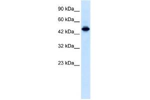 WB Suggested Anti-ELF2 Antibody Titration:  0. (ELF2 anticorps  (N-Term))
