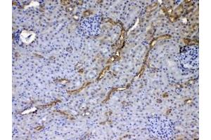 IHC testing of FFPE rat kidney tissue with GALE antibody at 1ug/ml. (GALE anticorps)
