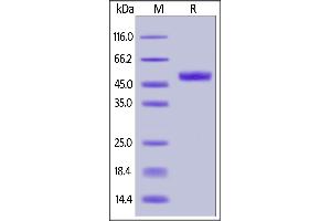 Biotinylated Human GITR, Fc,Avitag on  under reducing (R) condition.