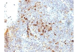 Formalin-fixed, paraffin-embedded human Tonsil stained with HLA-DRA Mouse Monoclonal Antibody (19-26. (HLA-DRA anticorps)