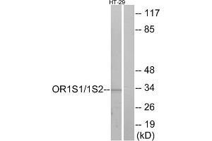 Western blot analysis of extracts from HT-29 cells, using OR1S1/1S2 antibody. (OR1S1/1S2 anticorps  (C-Term))