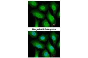 ICC/IF Image Immunofluorescence analysis of paraformaldehyde-fixed HeLa, using FACA, antibody at 1:200 dilution.
