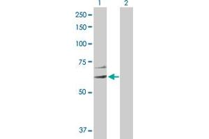 Western Blot analysis of EIF2C3 expression in transfected 293T cell line by EIF2C3 MaxPab polyclonal antibody.