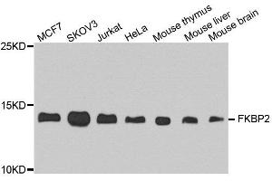 Western blot analysis of extract of various cells, using FKBP2 antibody.